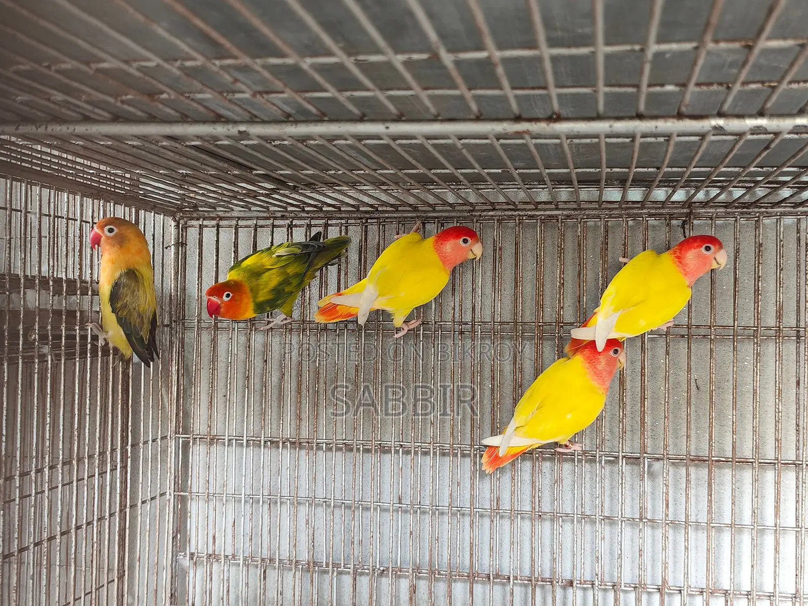 কিছু মেল লাভবার্ডস বিক্রি হবে