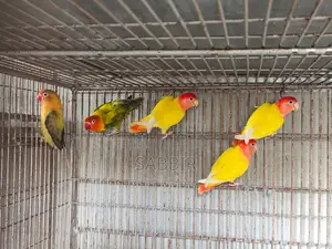 কিছু মেল লাভবার্ডস বিক্রি হবে