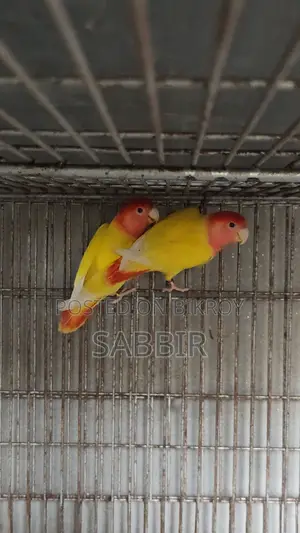 কিছু মেল লাভবার্ডস বিক্রি হবে