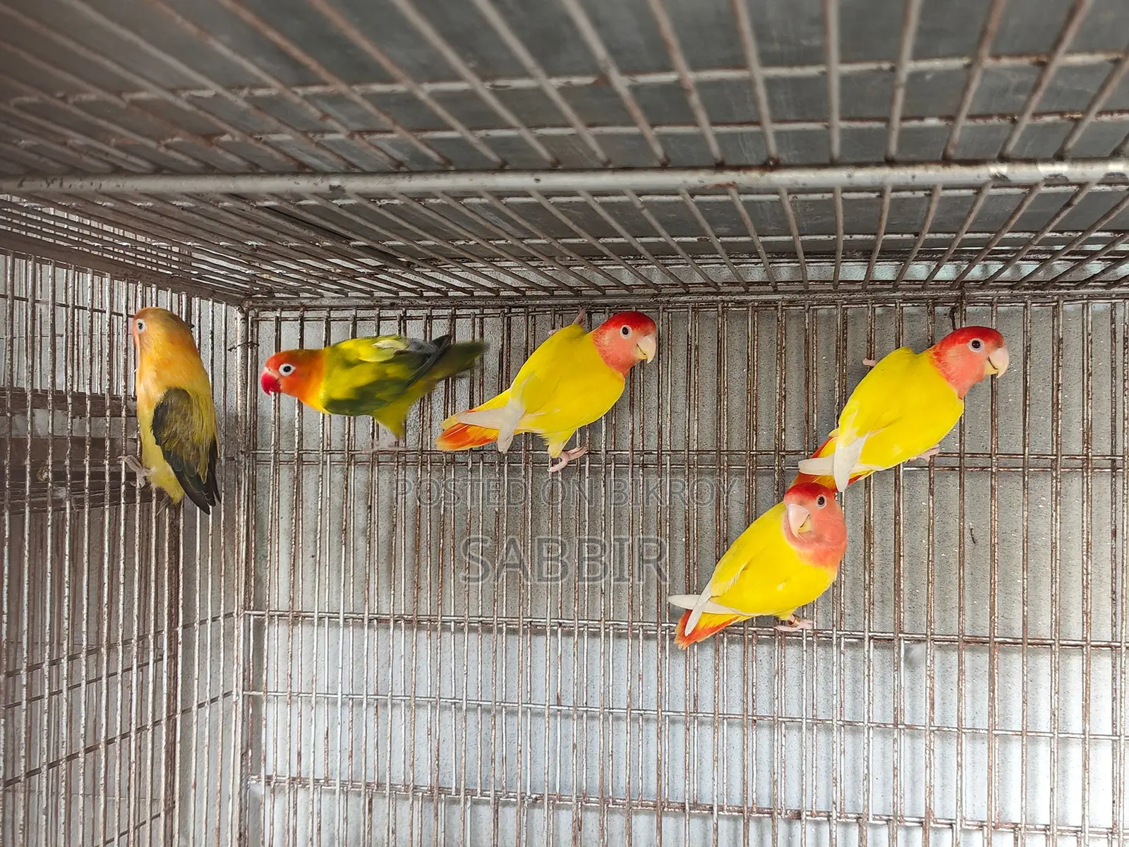 কিছু মেল লাভবার্ডস বিক্রি হবে