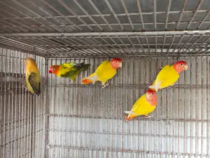 কিছু মেল লাভবার্ডস বিক্রি হবে