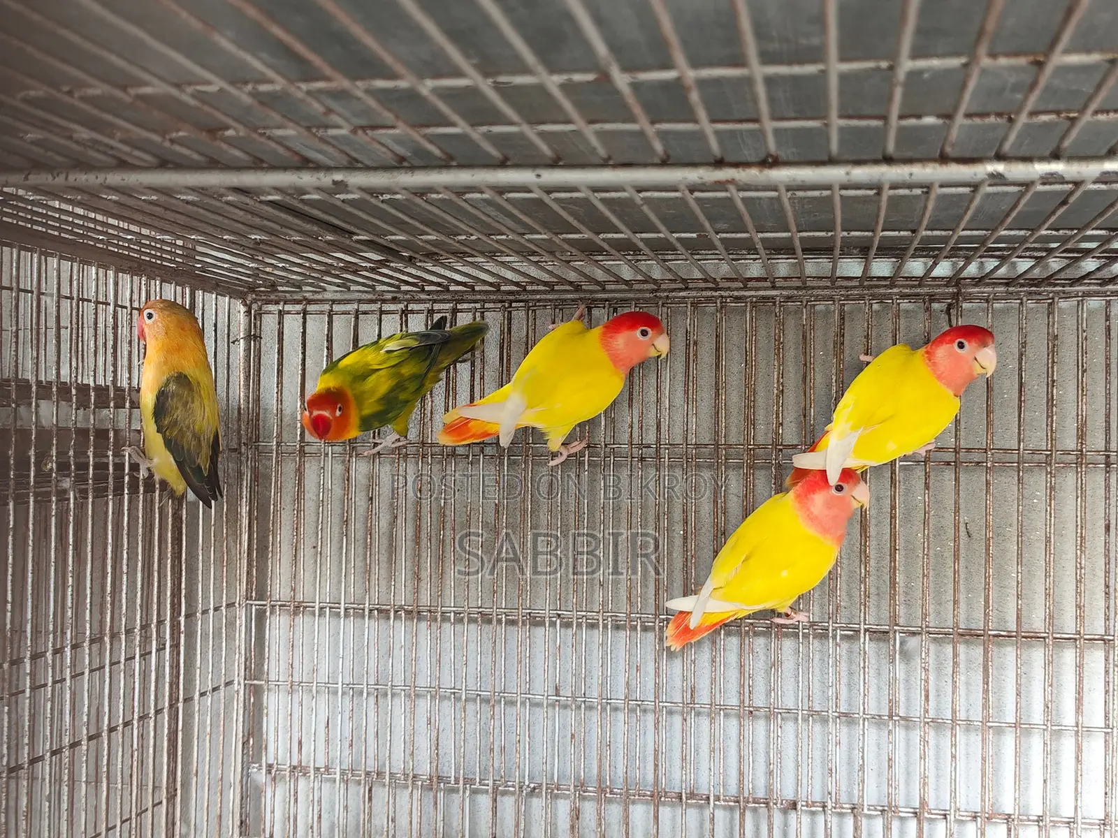 কিছু মেল লাভবার্ডস বিক্রি হবে