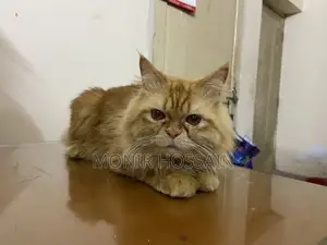ট্র্যাডিশনাল প্যাশন ক্যাট