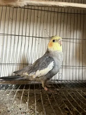 Cockatiel and Lovebird for Sale