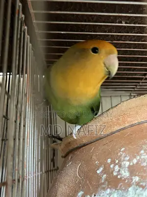 Cockatiel and Lovebird for Sale