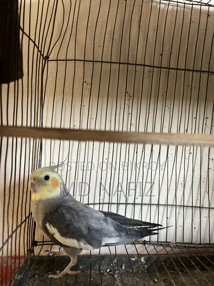 Cockatiel and Lovebird for Sale