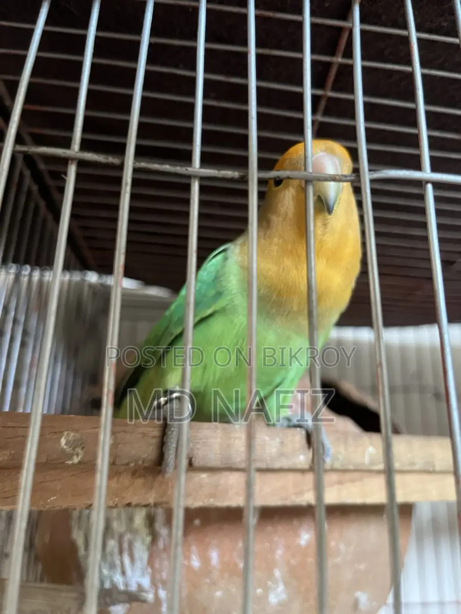 Cockatiel and Lovebird for Sale