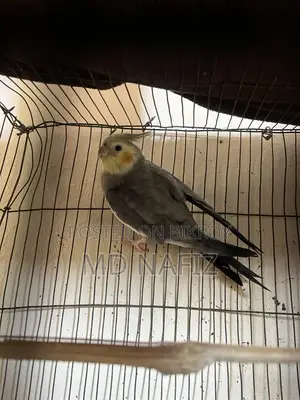 Cockatiel and Lovebird for Sale