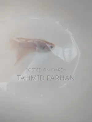 Albino Fighter
