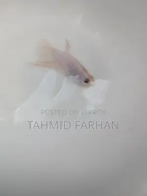 Albino Fighter