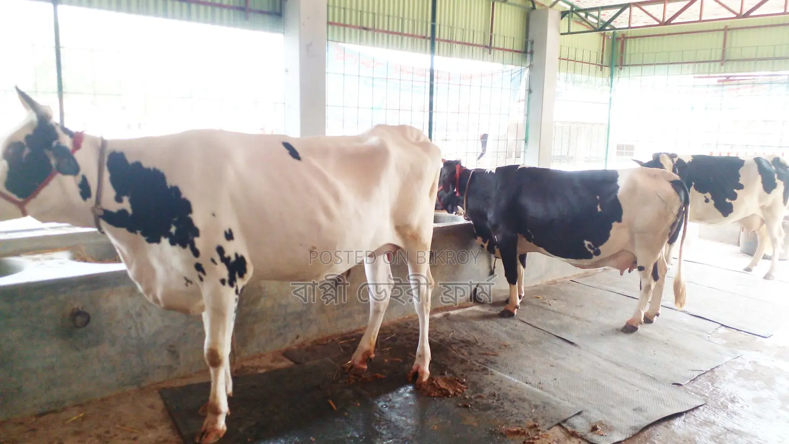 ৯১২ নং উন্নত জাতের ৩টি গাভী বিক্রয় হবে।
