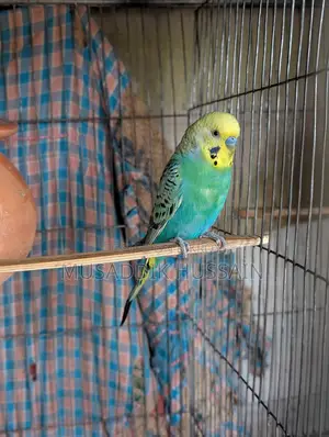 Budgerigar Birds
