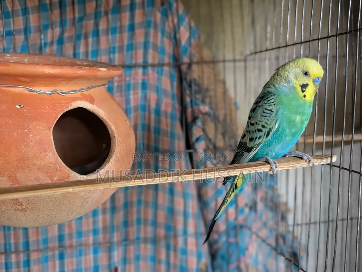 Budgerigar Birds