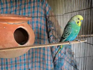 Budgerigar Birds