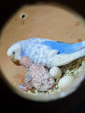 Budgerigar Birds