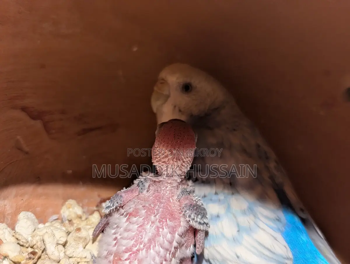Budgerigar Birds