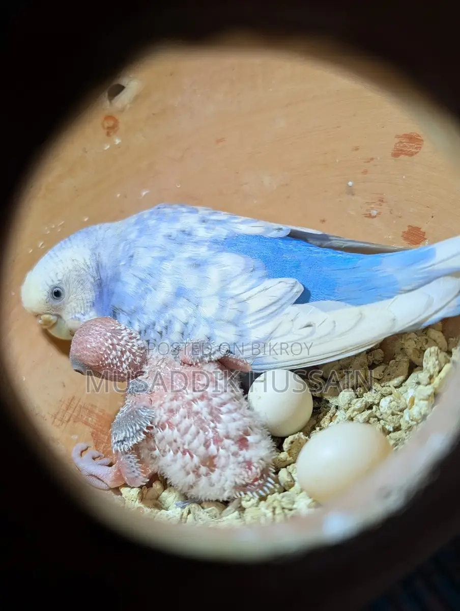 Budgerigar Birds