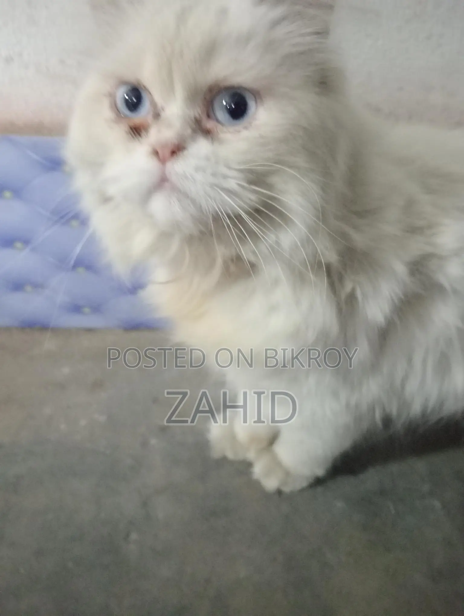 Original Persian Female Cat for Sale
