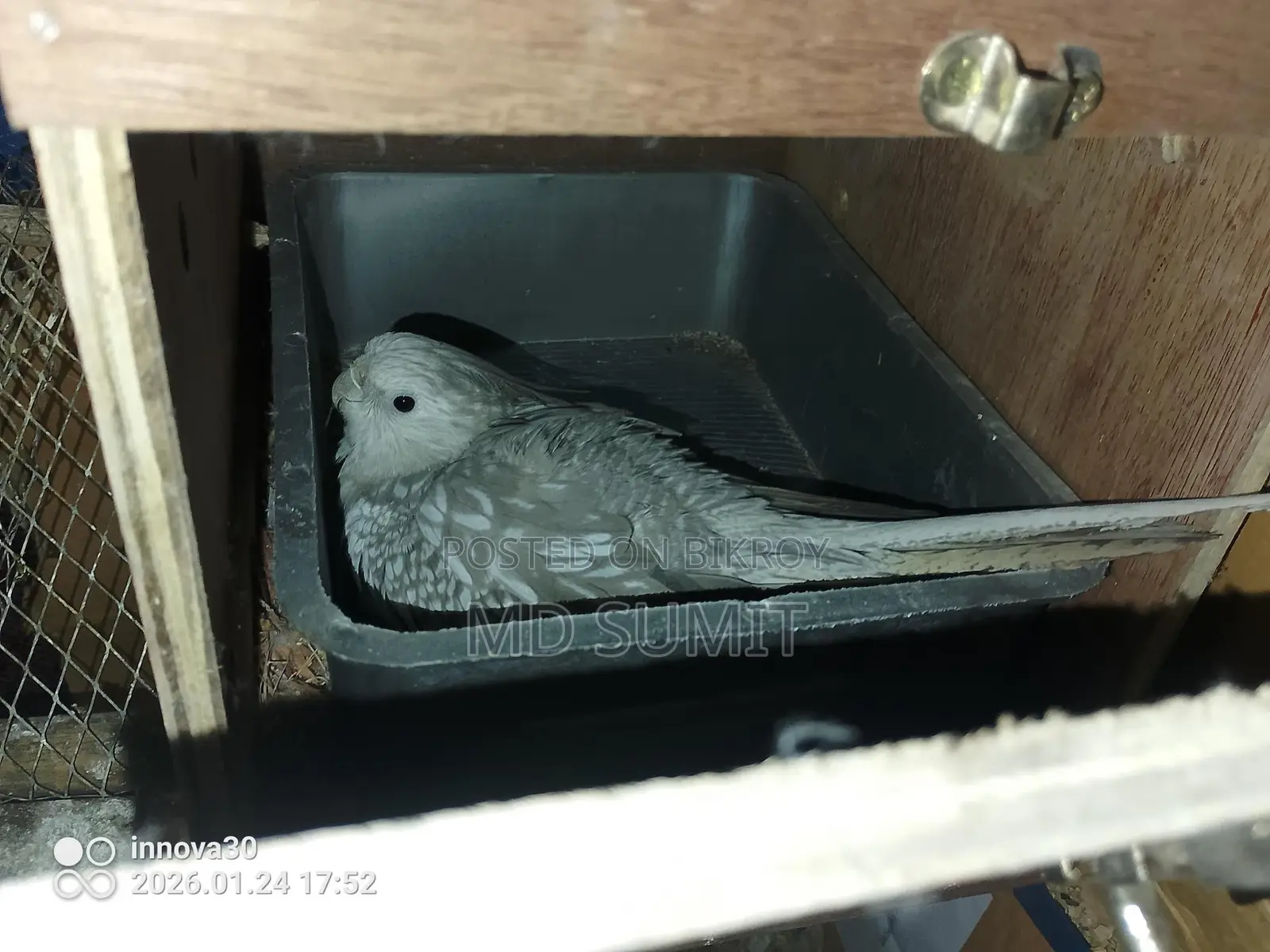 Cockatiel bird for sale