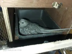 Cockatiel bird for sale