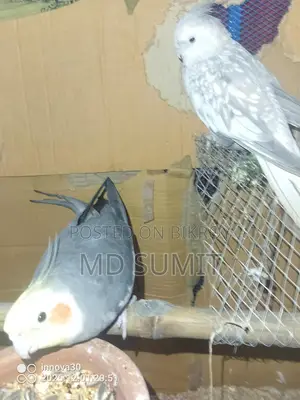 Cockatiel bird for sale