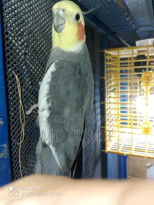 Cockatiel bird for sale