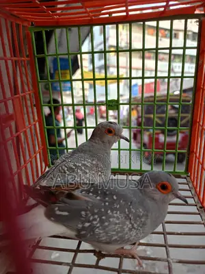 ডায়মন্ড ডাভ