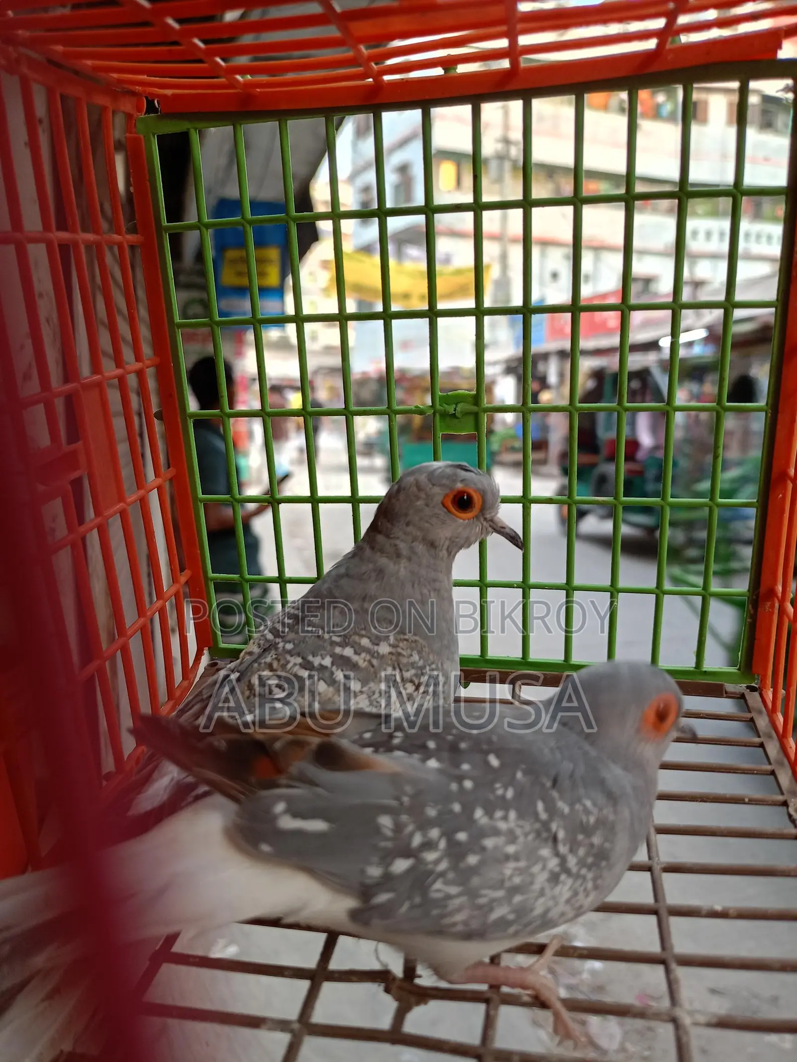 ডায়মন্ড ডাভ