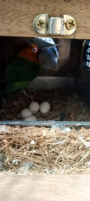 লাভবার্ড রানিং পেয়ার