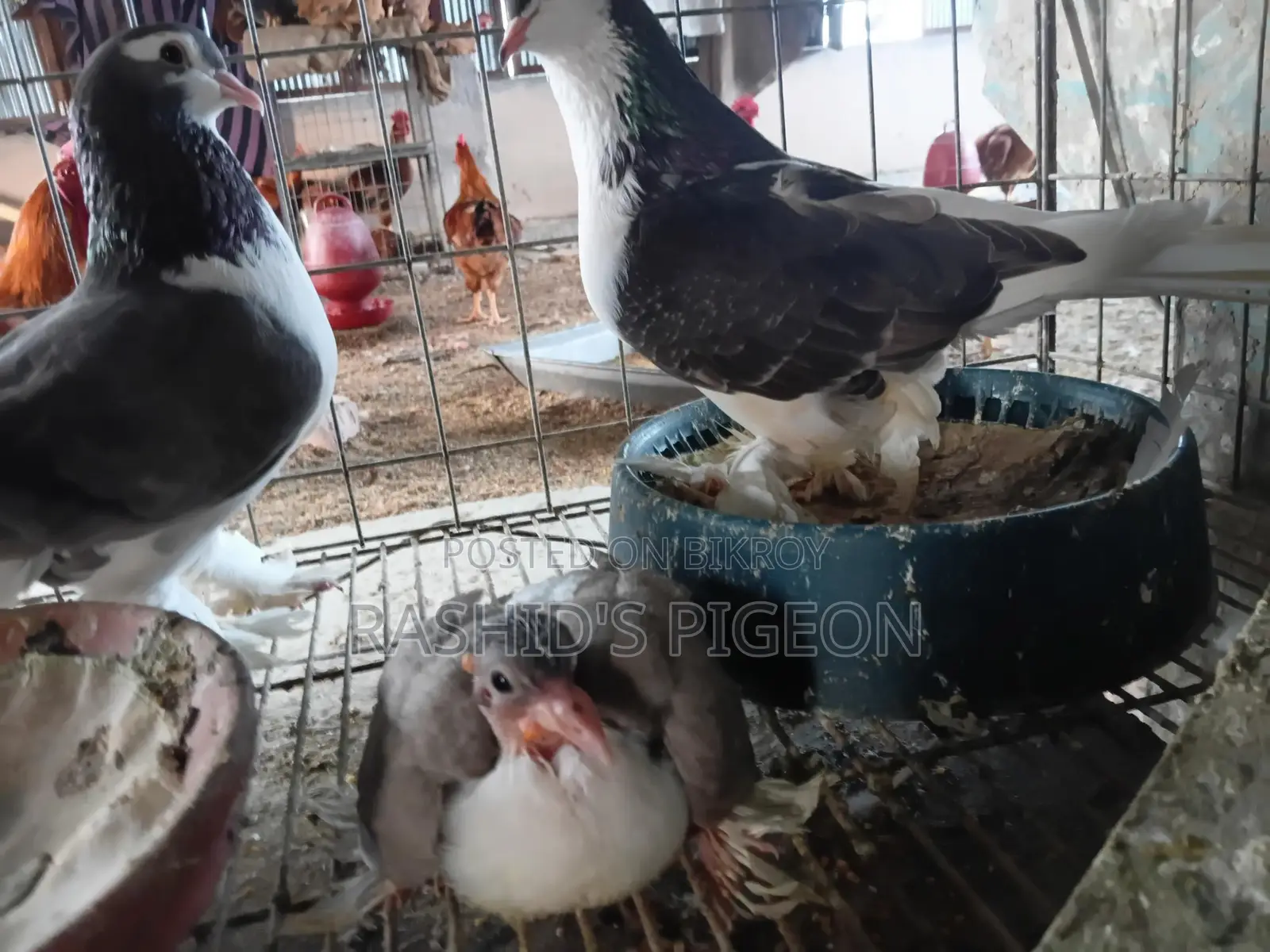 সিরাজি রানিং পেয়ার