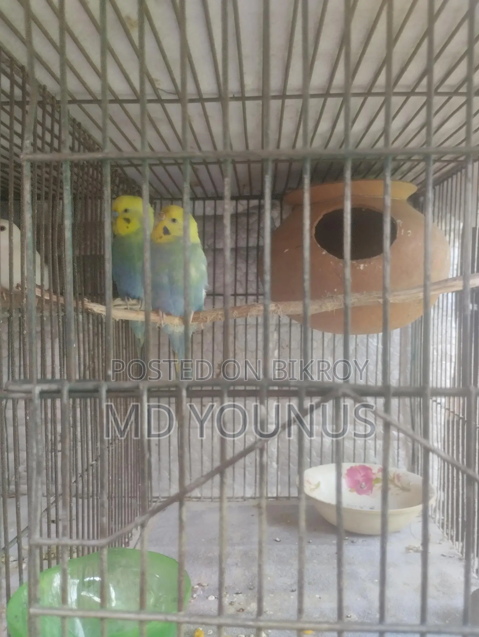 রেইনবো রানিং পাখি