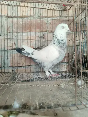 রাজশাহী গিরিবাজ ভালো জাতের নর