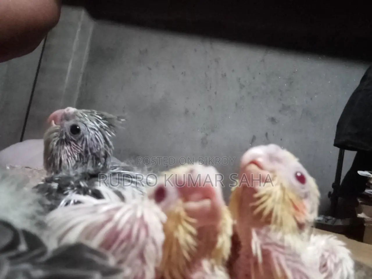 Cockatiel baby