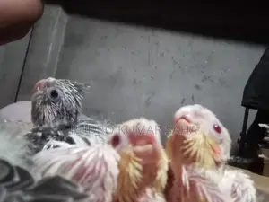Cockatiel baby