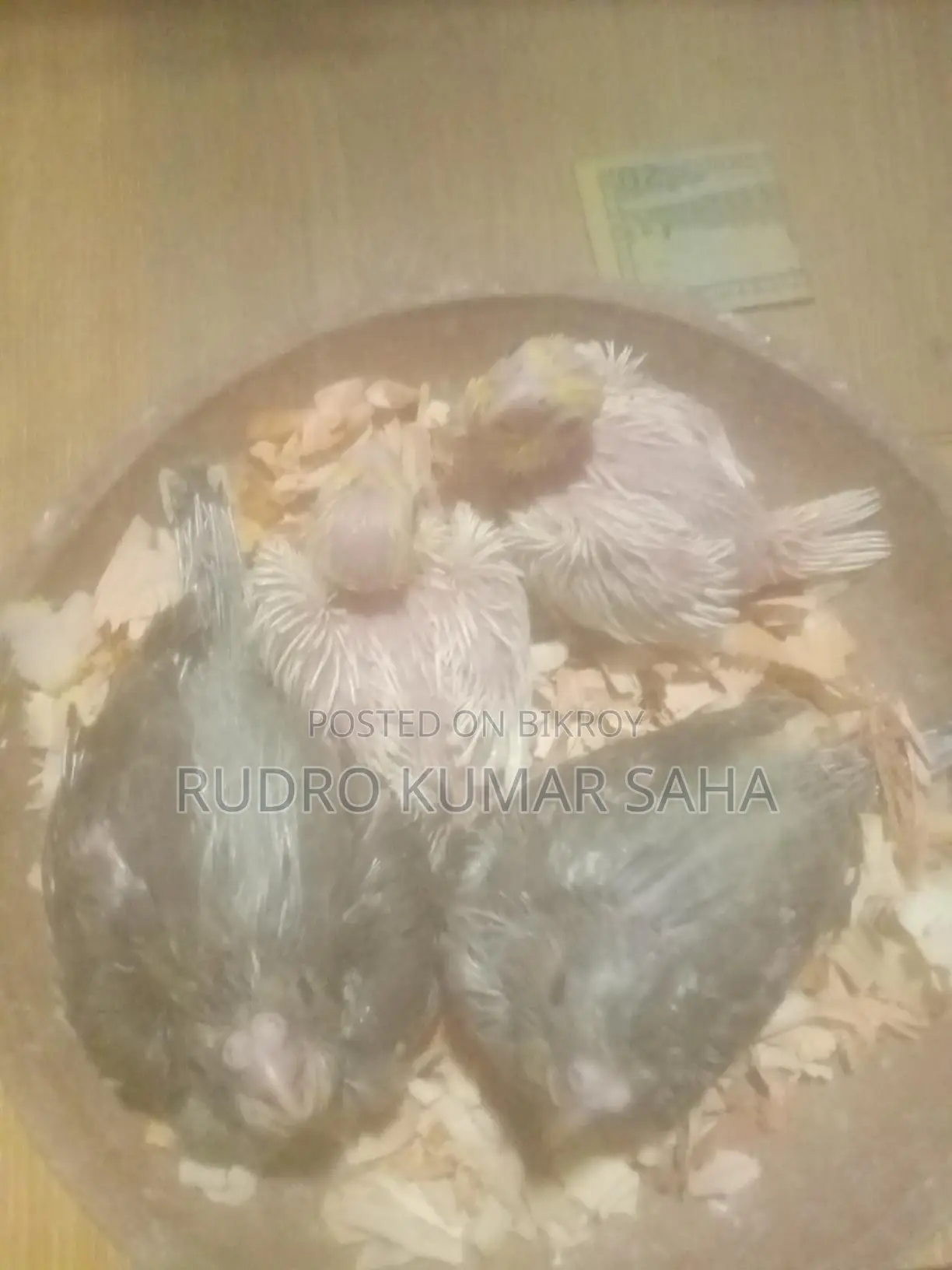 Cockatiel baby