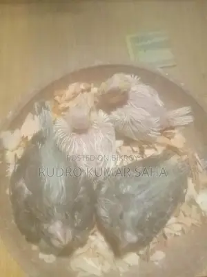 Cockatiel baby