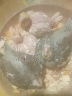 কোকাটেল বেবী