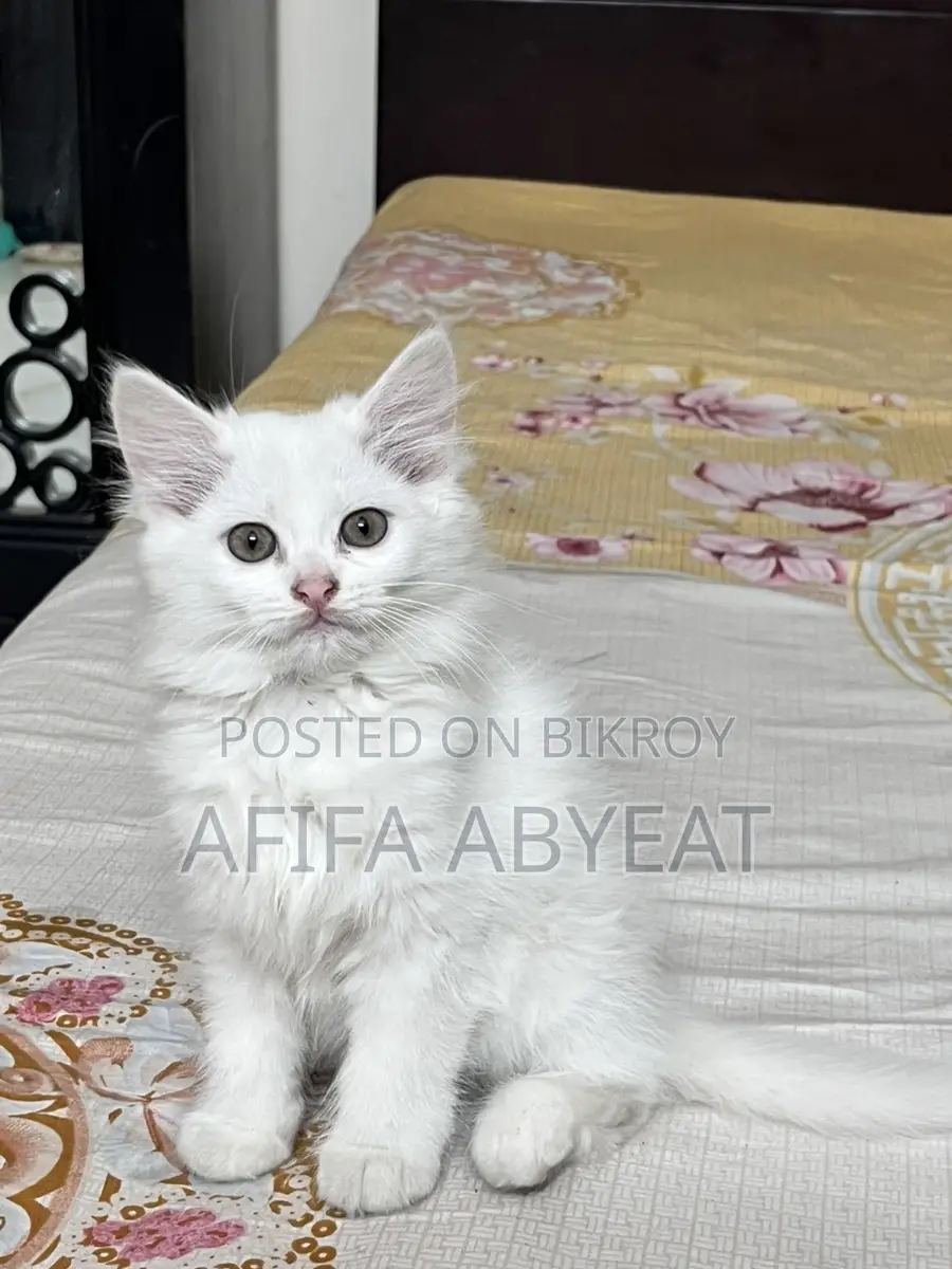 High Quality Persian Mixed Breed