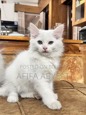 High Quality Persian Mixed Breed