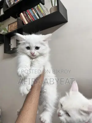 High Quality Persian Mixed Breed