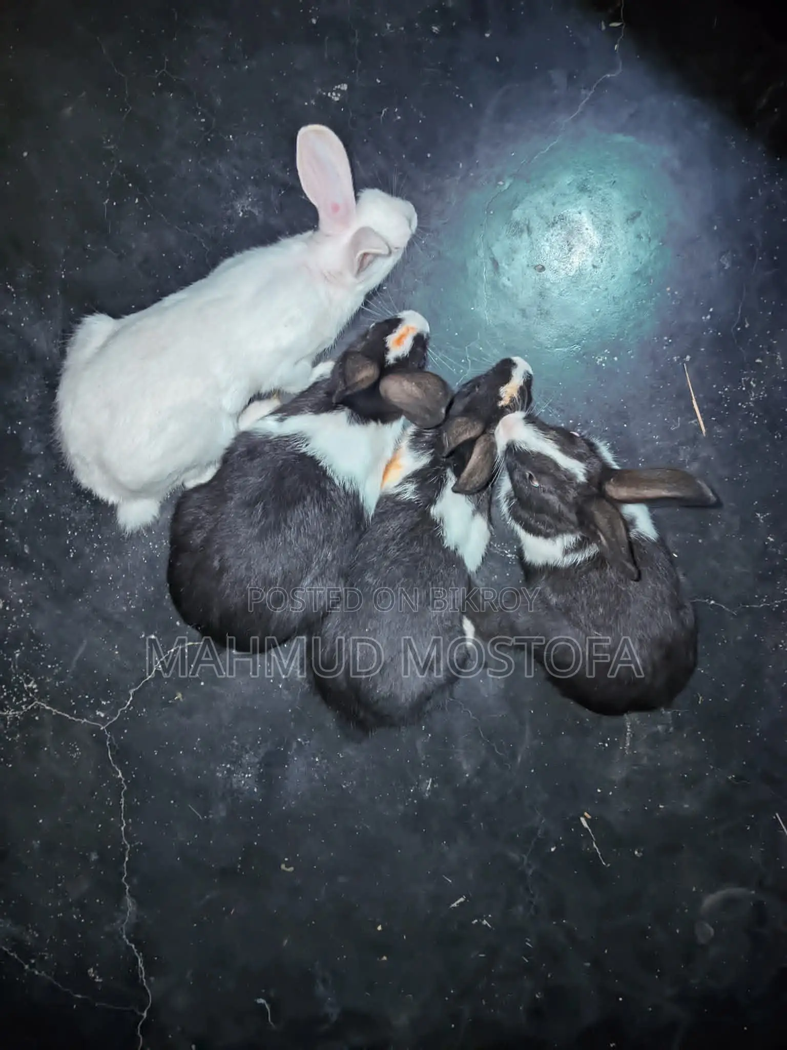 Five Pairs of Healthy White and Black Rabbits