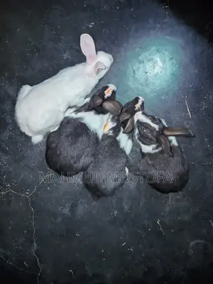 Five Pairs of Healthy White and Black Rabbits