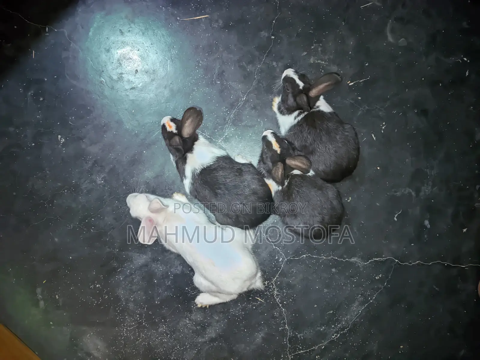 Five Pairs of Healthy White and Black Rabbits