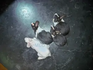 Five Pairs of Healthy White and Black Rabbits