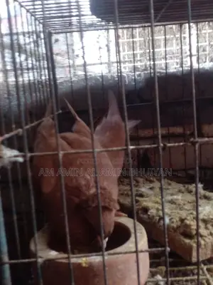 বোম্বে কুবুতর বিক্রি করব।