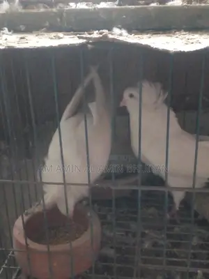বোম্বে কুবুতর বিক্রি করব।