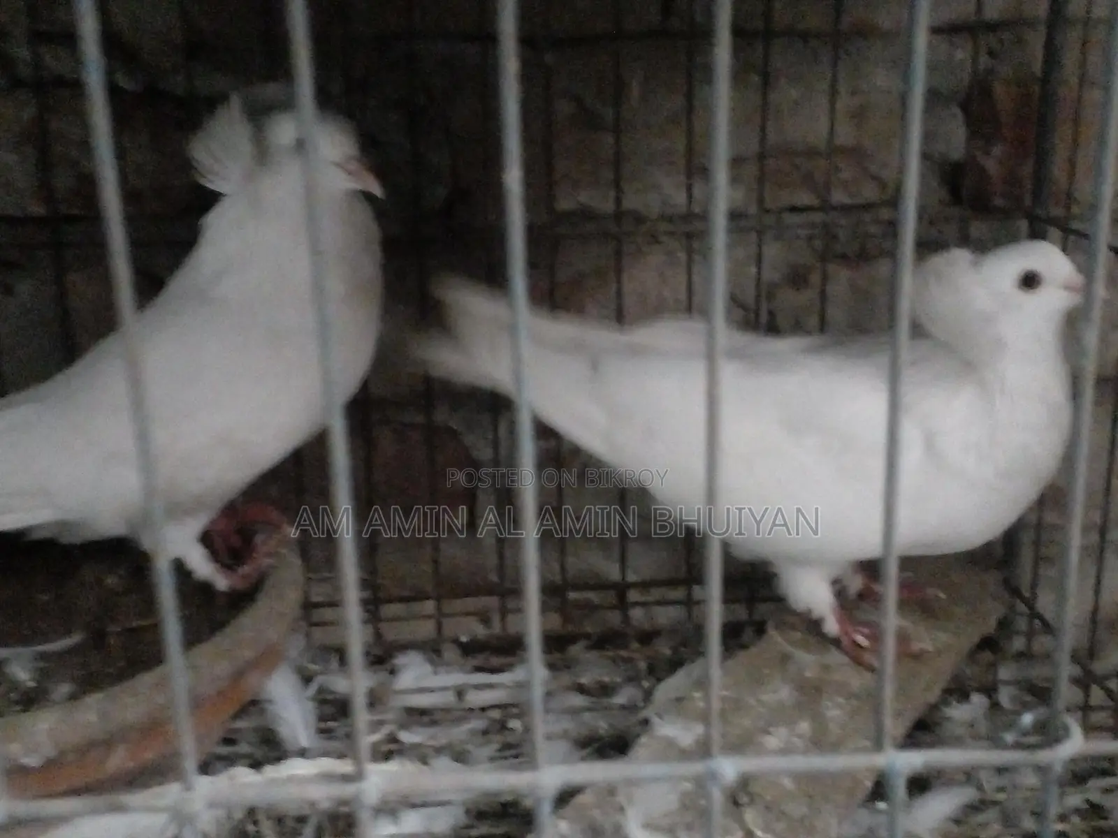 বোম্বে কুবুতর বিক্রি করব।