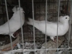 বোম্বে কুবুতর বিক্রি করব।