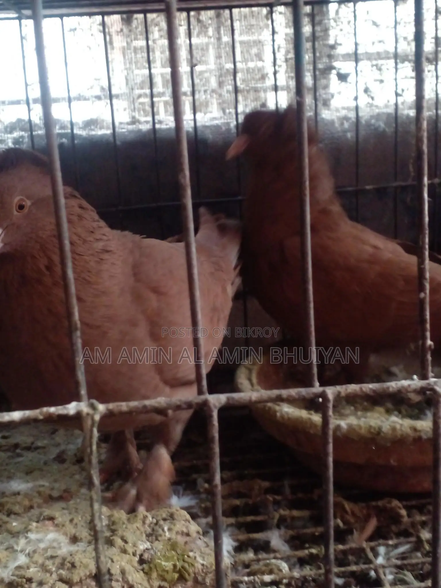 বোম্বে কুবুতর বিক্রি করব।