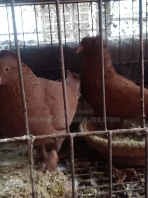 বোম্বে কুবুতর বিক্রি করব।